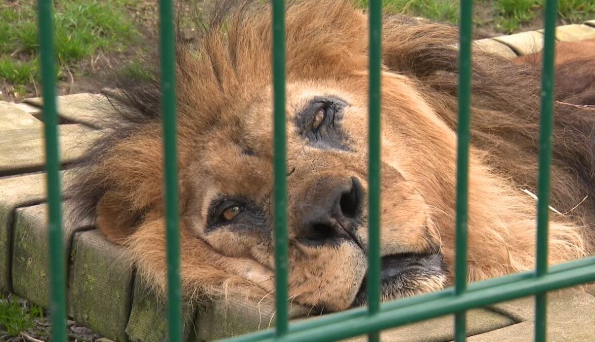 UGINUO ĐIBO, NAJSTARIJI LAV U EVROPI Doživeo 27 godina, iz prihvatilišta poručili: "Kraj jednog kraljevstva“