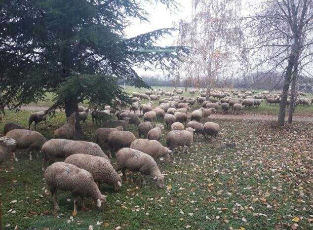 PRE 36 GODINA U BEOGRADU JE SPROVEDEN JEDINSTVEN EKSPERIMENT - MIS OVCA! Ovo su beogradske misice! Jedini smo velegrad na svetu koji ima svoju autentičnu vrstu