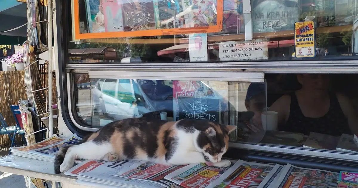 Priča koja će vam popraviti dan: Kako je jedna mačka pretvorila običan kiosk u najtoplije mesto u Vranju