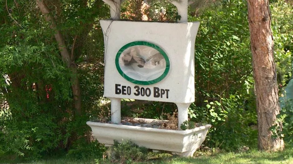 (FOTO) Beba alpaka novi stanovnik Beo zoo-vrta