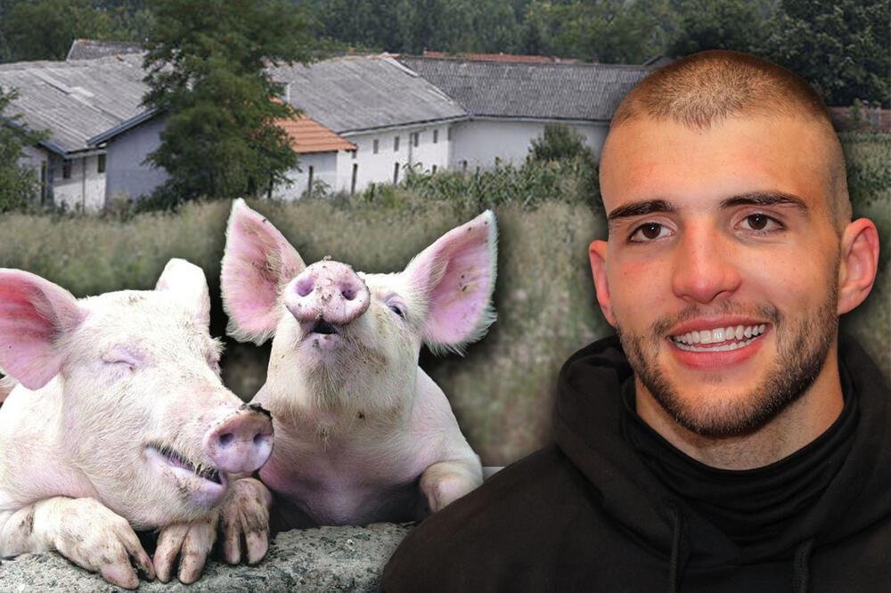 PROGOVORILI RADNICI SA FARME SVINJA VELJKA RAŽNATOVIĆA! Evo kakav je Cecin sin kao gazda: Na vratima imanja stoji snažna poruka