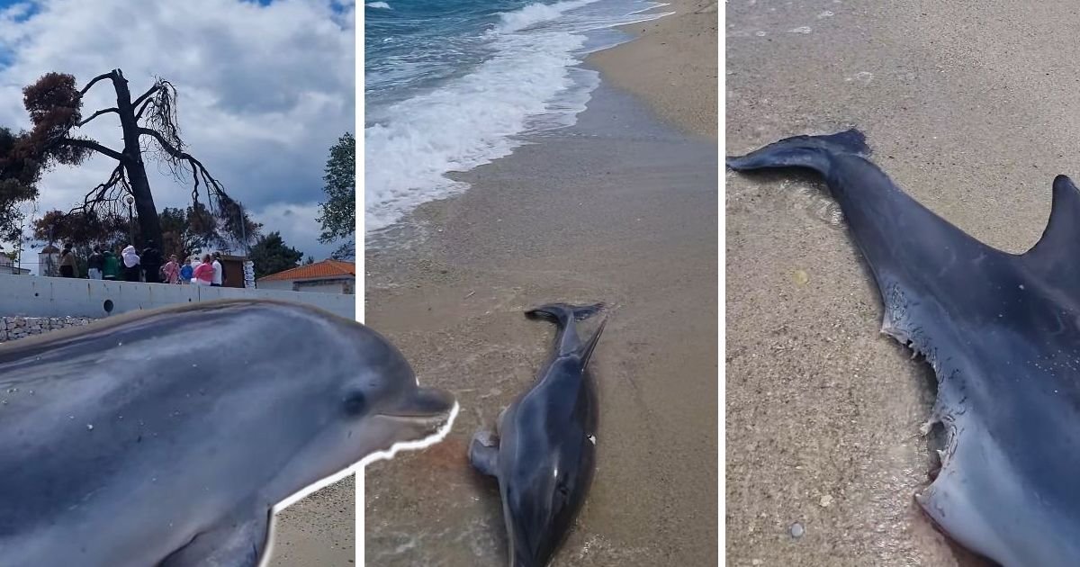 Ipak je AJKULA! Jeza u čuvenom grčkom letovalištu: Delfin isplivao unakažen, srpski profesor analizirao ujed