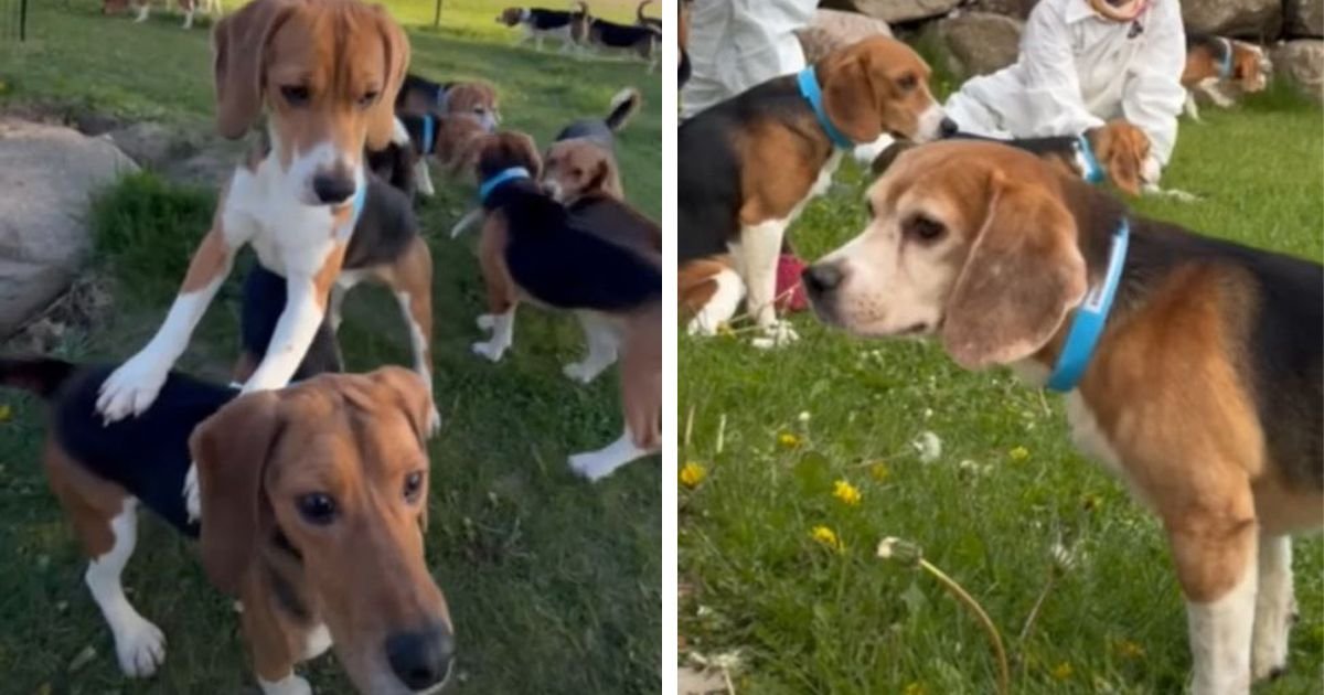 Otis je bio broj 162508: Za MILION DOLARA otkupljeno 1.500 biglova sa Ridglana, psi prvi put osetili travu