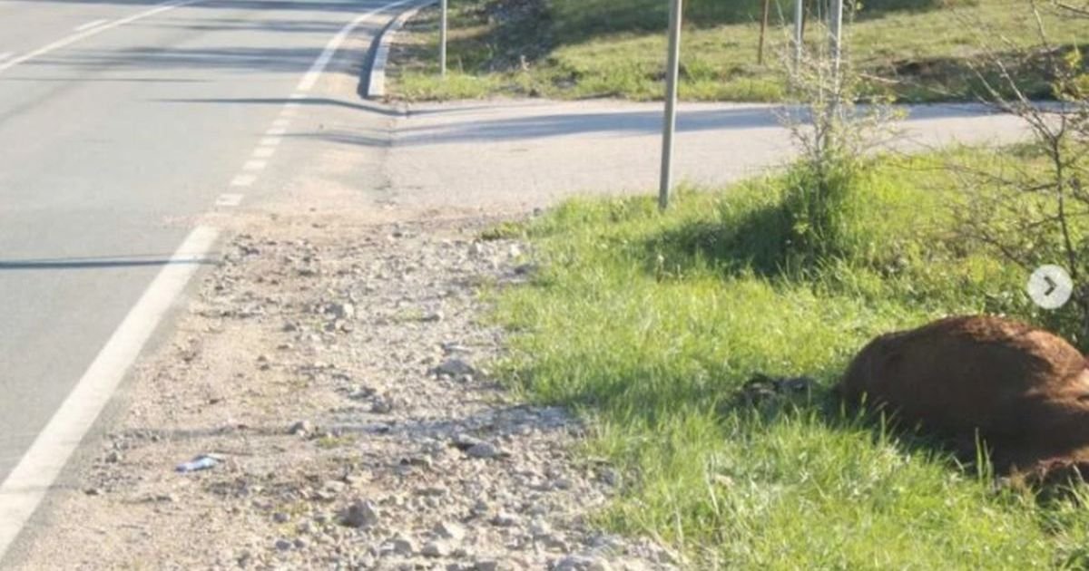 Ovo su prve slike sa mesta nesreće koja je izazvana džipom Sofije Šašić: Mrtav konj, rasuti delovi srče