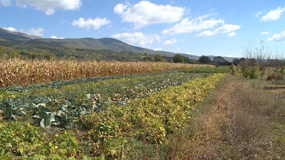 Vrane u Srbiji jedu suncokret i kukuruz, poljoprivrednici moraju ponovo da seju