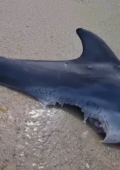 HOROR NA PLAŽI U OMILJENOM LETOVALIŠTU SRBA! Unakaženi leš sa ogromnim tragovima čeljusti ZGRANUO kupače u Grčkoj: Nešto krvoločno vreba iz dubina Egeja? (FOTO)