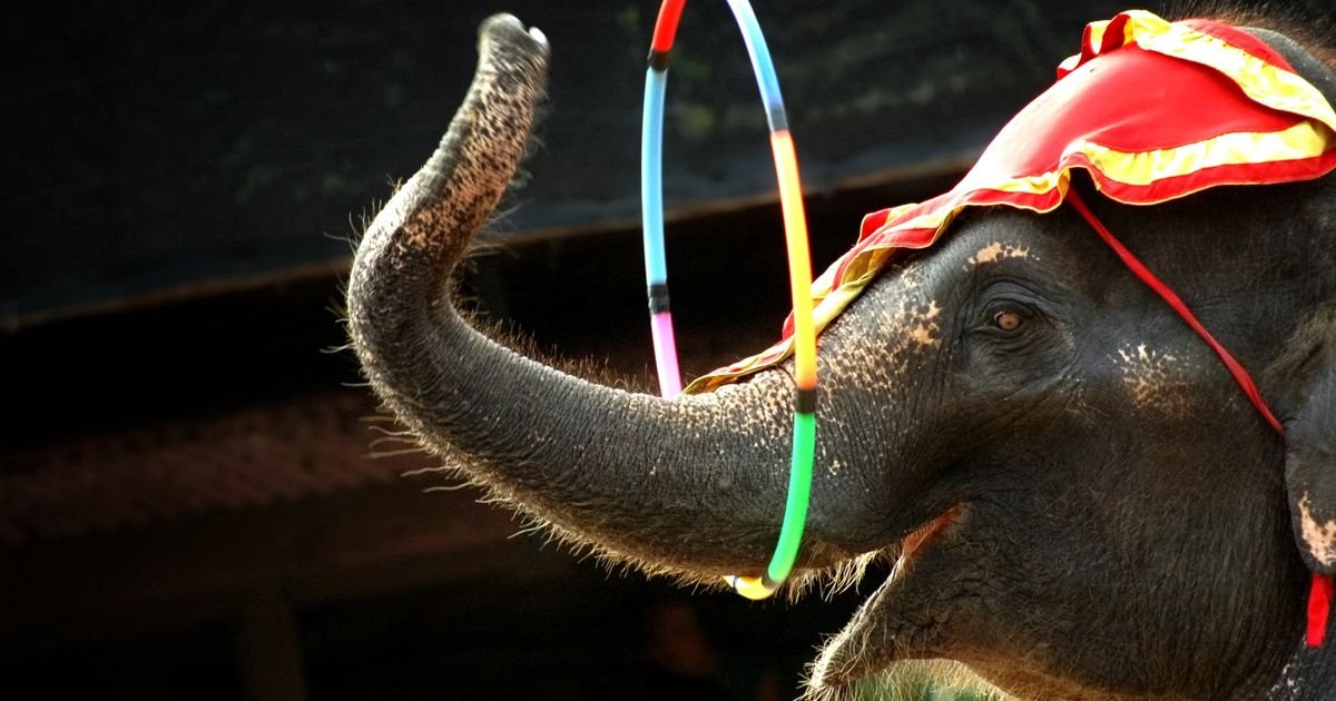 PETA, Viola i 600.000 ljudi presudili eksploataciji: Džordan cirkus uklonio slonove iz svih predstava