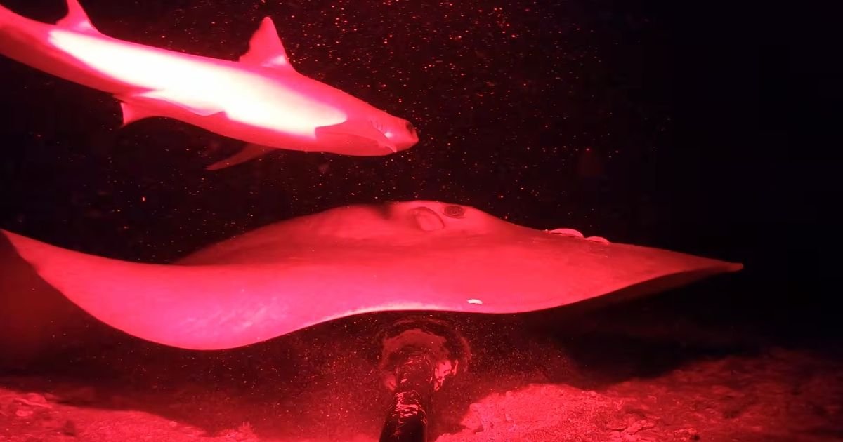 EVO ŠTA ŽIVI U TAMI! Spustio kamere u Indijski okean, pa snimio nešto što "nije mogao da objasni"