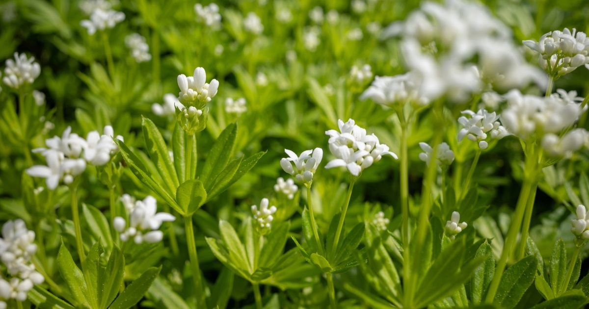Šumski tepih koji krije tajnu: Ova biljka miriše na vanilu, raste svuda oko nas, a mnogi je greškom pregaze