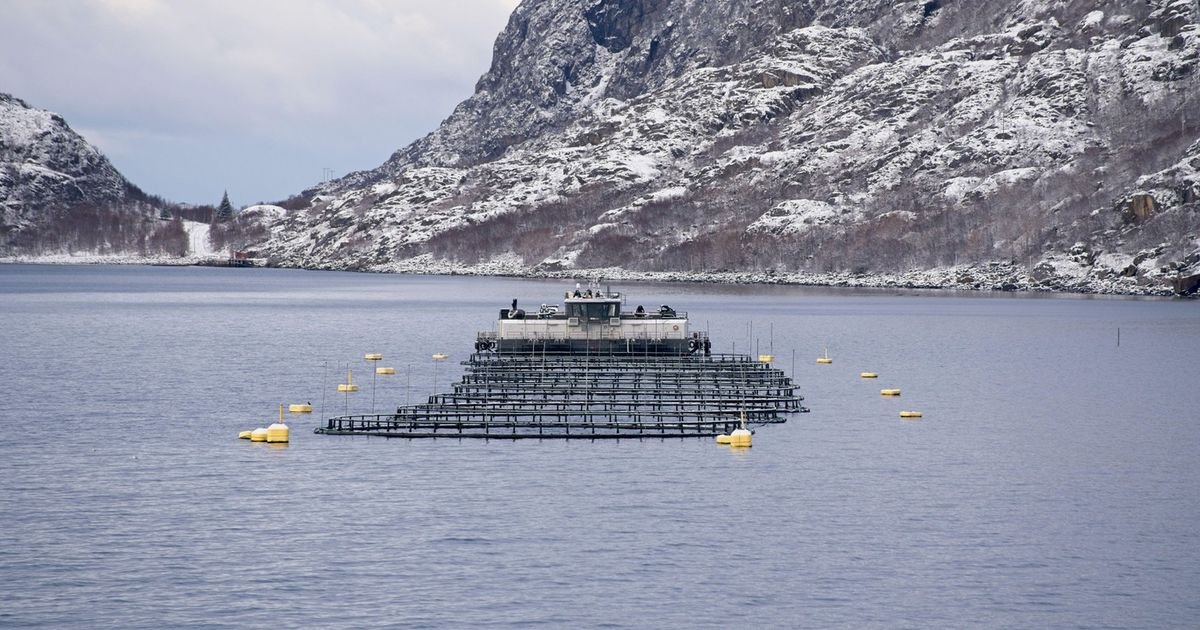 ALARMANTAN IZVEŠTAJ Riblje farme značajno zagađuju fjordove: Evo šta sve ispuštaju u more!