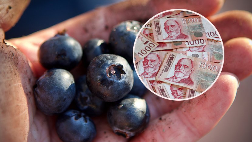 Ljudi se hvataju za glavu! Cena borovnica u Srbiji EKSPLODIRALA - kilogram skuplji od 2.000 dinara