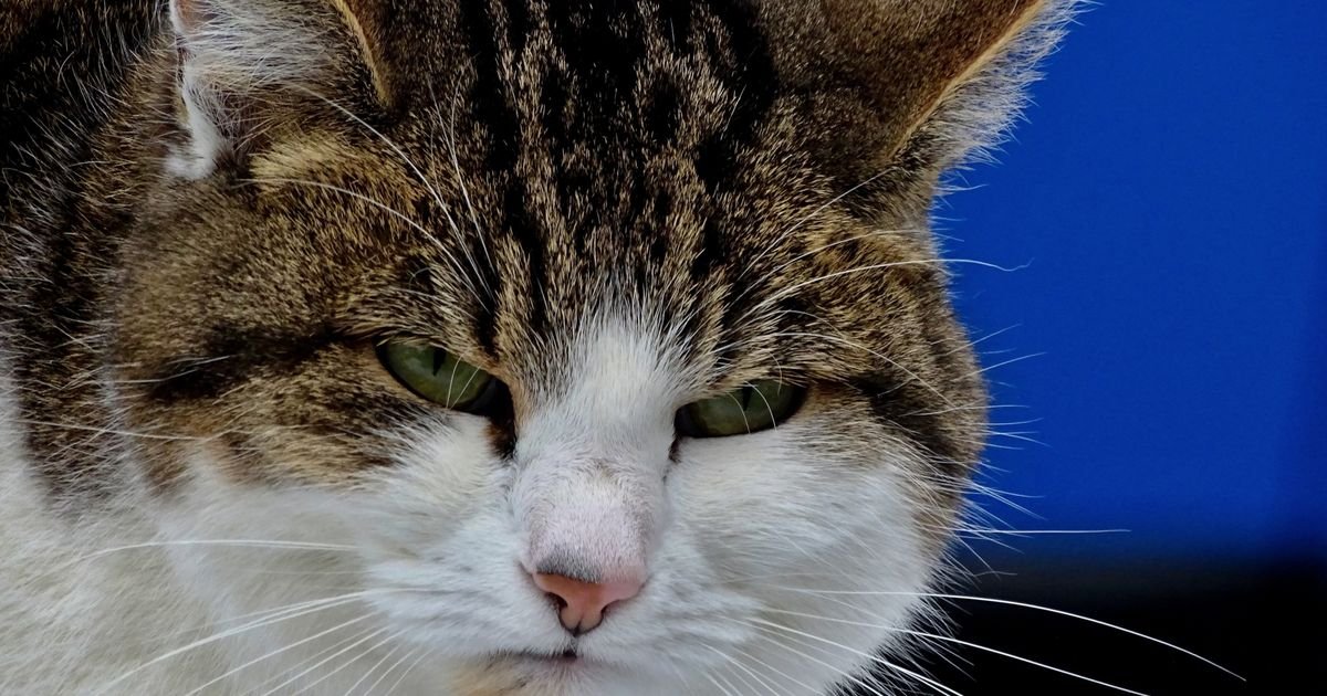 Mačka vas ignoriše posle kupanja ili veterinara: Ne brinite, nije uvređena, izbegava vas iz OVIH RAZLOGA