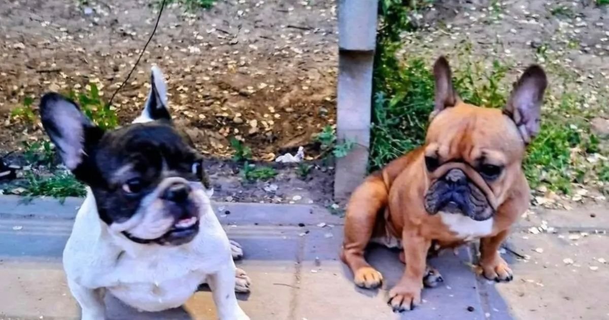 Dve ženke francuskog buldoga skupo plaćene i ostavljene u parku: Havana i Peni više nemaju dom