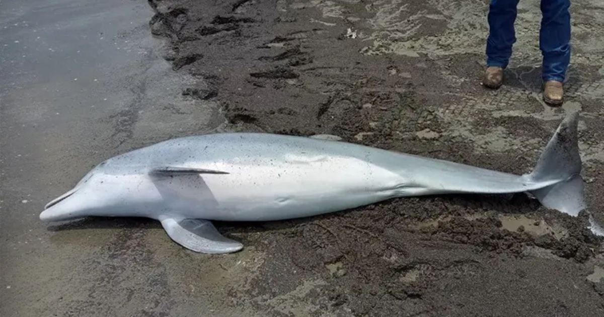 Umag: Pronađen delfin ubijen iz vatrenog oružja!