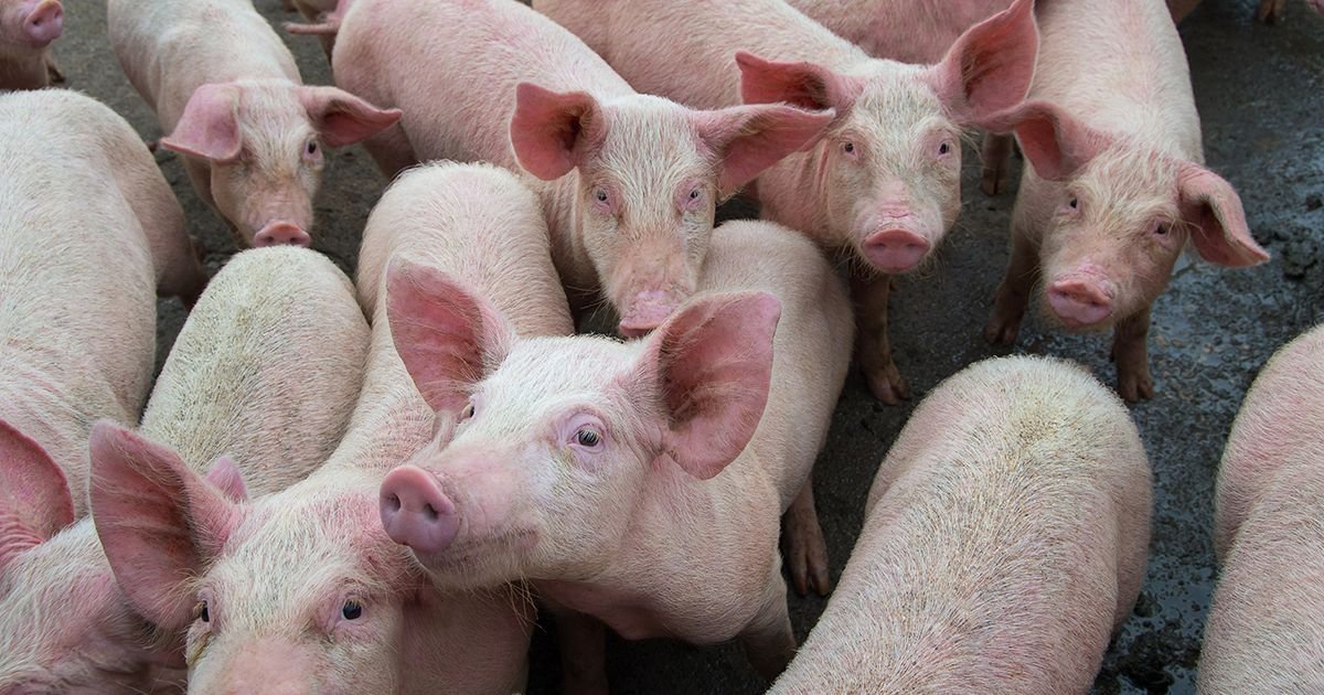 Malo čudo nadomak Sremske Mitrovice: Krmača domaćina Marka oprasila 33 praseta