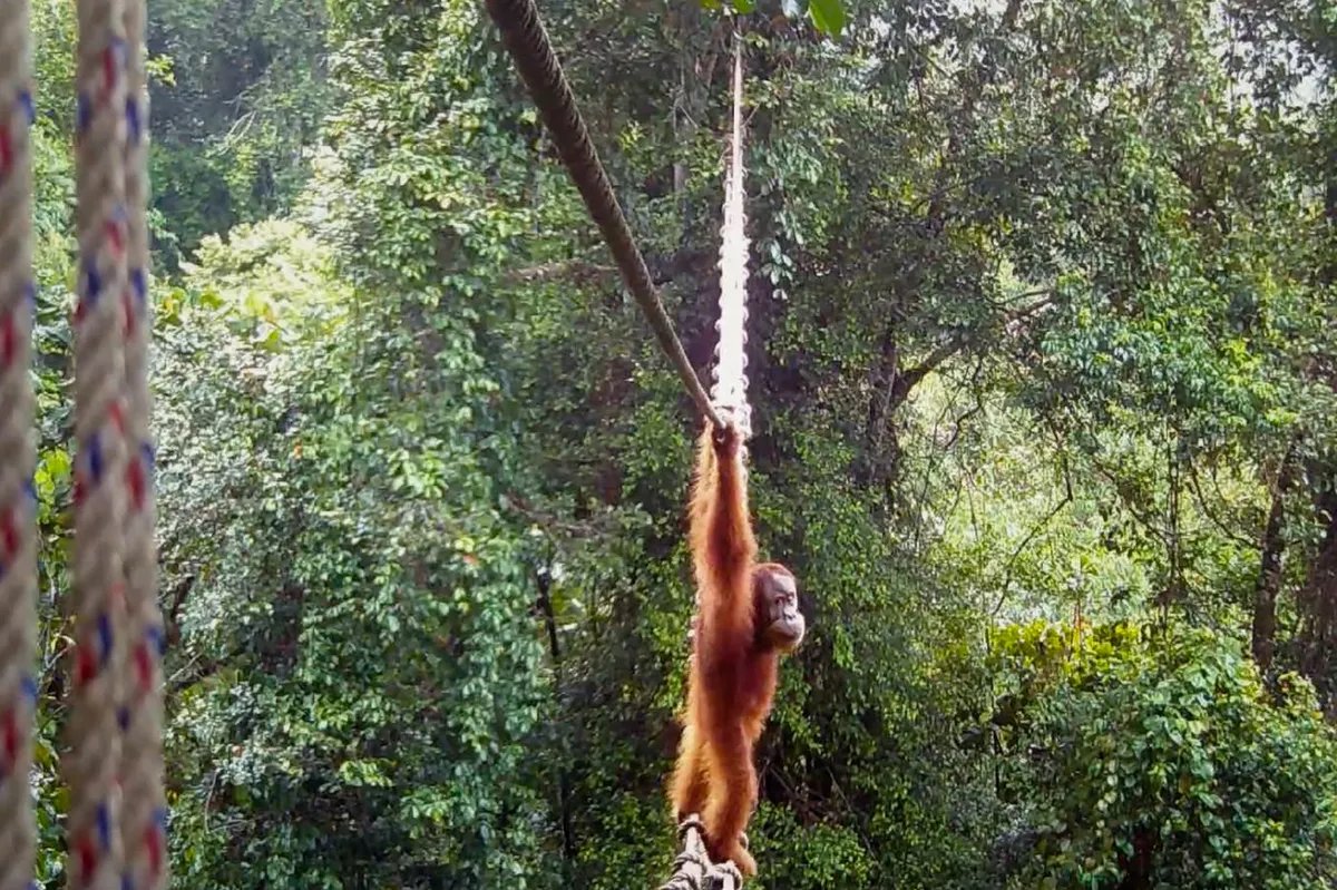 Ogroman korak za zaštitu prirode: Orangutan prvi put koristio viseći most iznad puta (VIDEO)