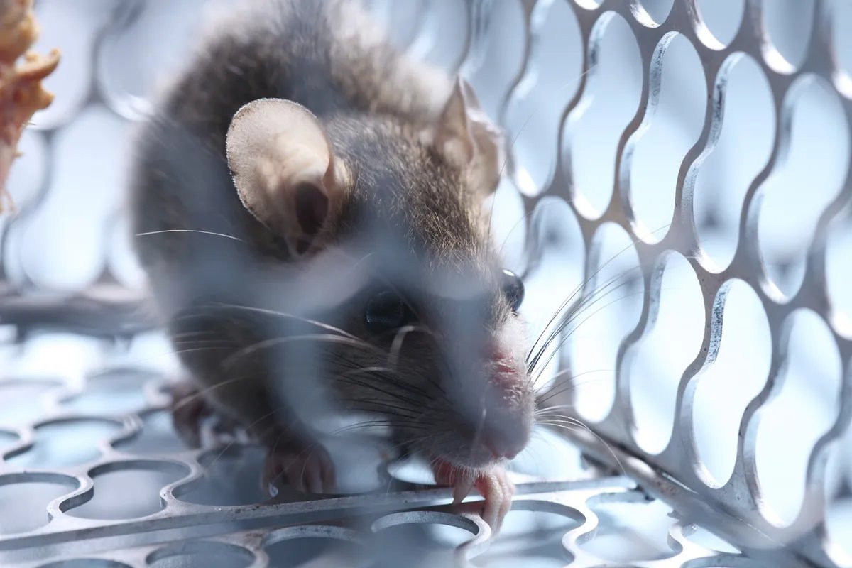 Hantavirus nije poput koronavirusa: Virusolog Milanko Šekler objasnio kako dolazi do zaraze