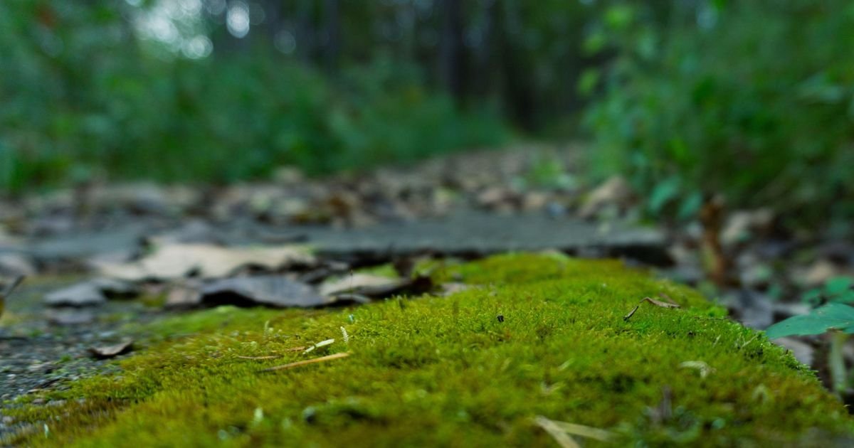 Korov i mahovina nestaju za 48 sati: Trik iz kuhinje koji menja vaš krov i dvorište iz korena