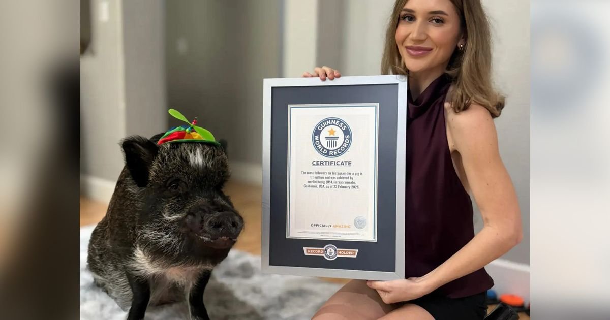 Svinja Merlin "baca pet", priča dugmićima, lupa vratima kad se naljuti i zaslužan je za udaju svoje vlasnice