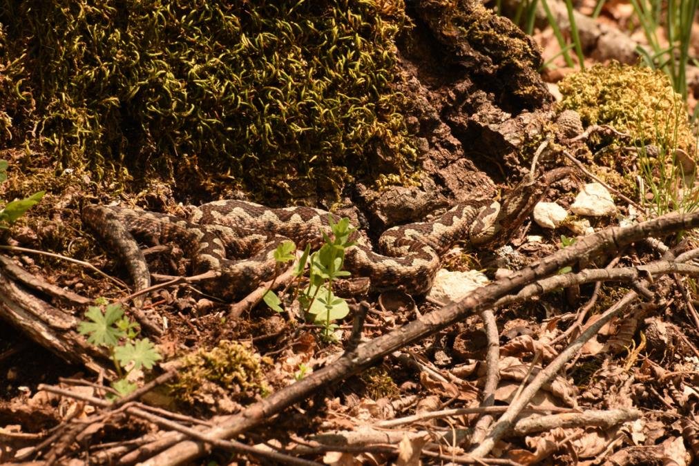 Najjača zmija otrovnica u Evropi snimljena na Zlatiboru: U ovim delovima Srbije se mogu naći opasni gmizavci