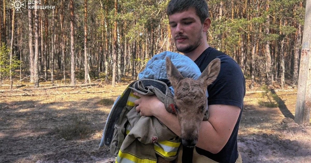 Gasili požar u černobiljskoj "zoni isključenja", pa ugledali njega: Odmah su krenuli u akciju spasavanja!