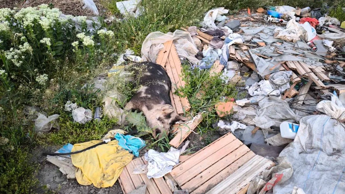 Smrad i požari sa deponije guše Crepajce: "Zdravlje nam je ugroženo, ne otvaramo prozore"