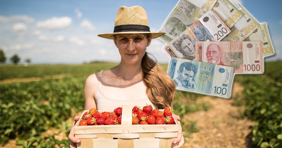 Ovo su najplaćeniji sezonski poslovi u Srbiji: Zarada ide i do 2.000 EVRA