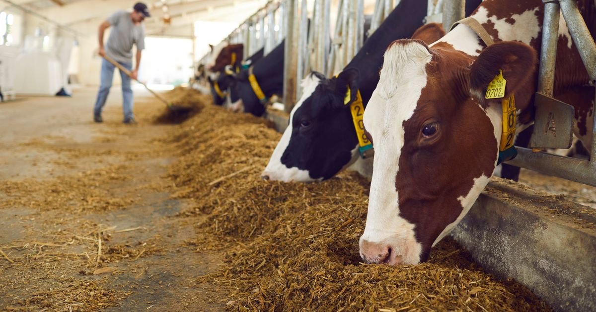Gasi se još jedna farma u BiH: Domaćin prodaje sve krave