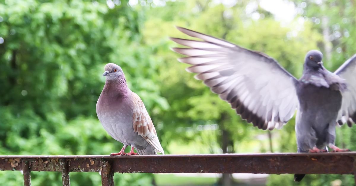 Golubovi vam prave haos na terasi? Ovi trikovi ih teraju zauvek