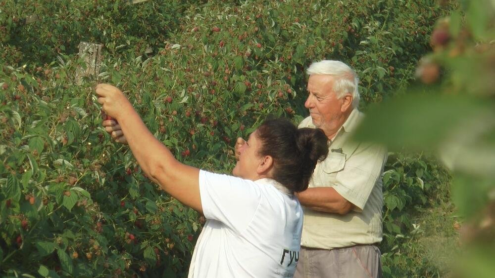 Mislili ste da se voće bere za siću? Srbi uzimaju i do 180.000 dinara mesečno, ovo je detaljna računica!
