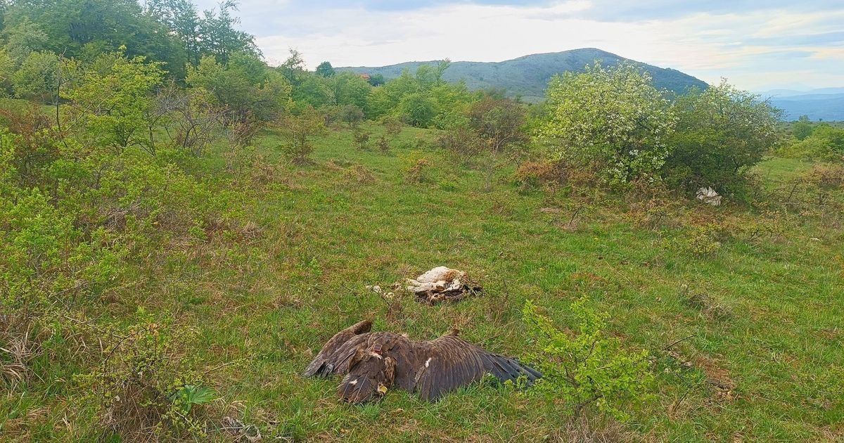 Ubijena ptica koja je trebalo da nas vrati na mapu Evrope! Jedan čovek UNIŠTIO godine rada i milione evra