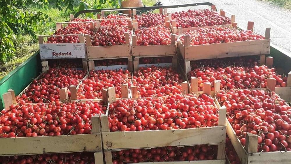 Kilo trešanja u Srbiji - da se uhvatiš za glavu: Cene divljaju, pogledajte cifre