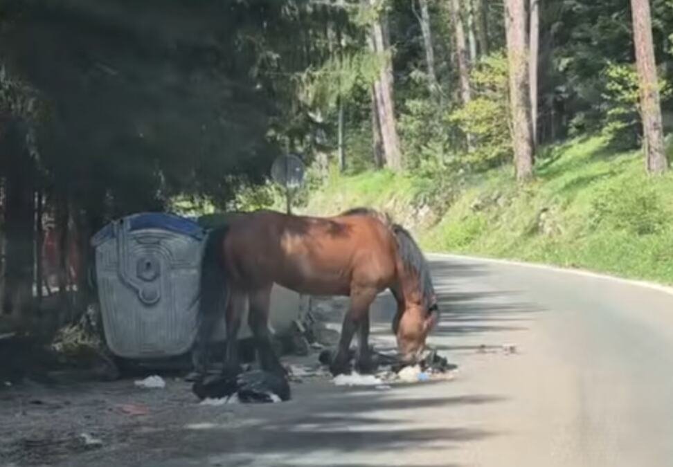 SRCE DA PUKNE, TEŽAK PRIZOR NA OMILJENOM IZLETIŠTU! Divlji konj jede hranu iz smeća pored kontejnera! (VIDEO)