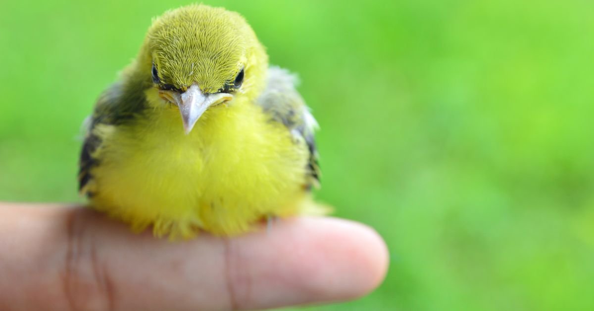 Vaša ptica ujutru je neuobičajeno mirna: Ne čekajte da padne veče ako u međuvremenu pokaže OVE SIMPTOME