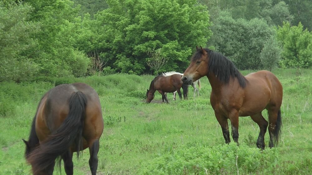 (VIDEO) TEŠKE SCENE NA TREBEVIĆU: Divlji konj jede hranu iz MEĆA PORED KONTEJNERA!
