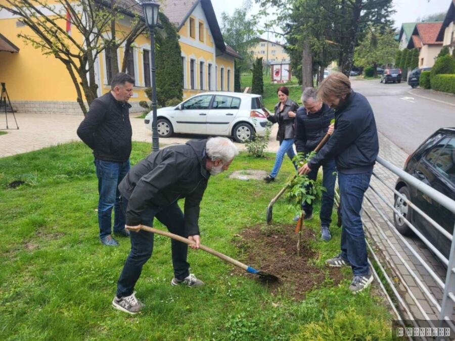 DRVO NIKLO NA AVALI IZ DŽEPA SAHRANJENOG RUSKOG VOJNIKA: Neverovatna priča o kavkaskom orahu koji je sad posađen i u Čajetini kao simbol prijateljstva (FOTO)