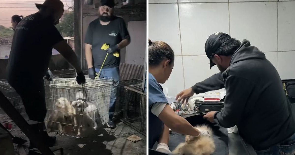 Horor u Brazilu: KLINIKA IZ PAKLA gomilala lekove isteklog roka, mršave životinje, kese sa fetusima