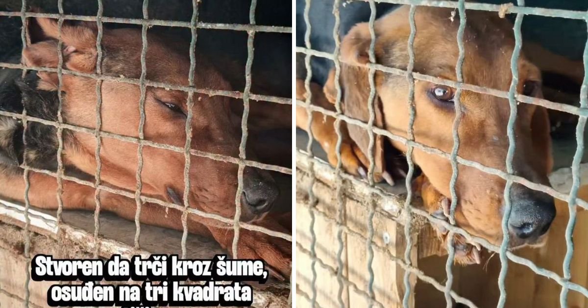 Dingo ima jednostavan san: Želi travu, igru i ljubav i da ga ne udome ljudi poput onih koji su ga izbacili