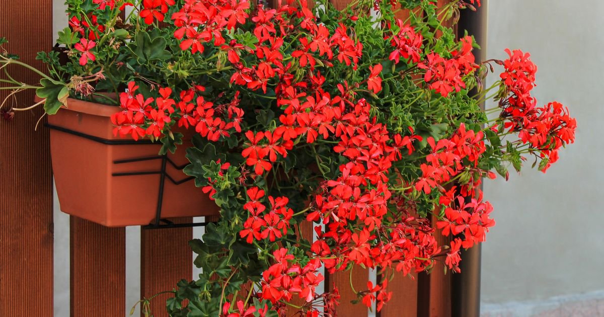 Ova biljka pretvara balkon u cvetni raj: Na ovaj način se pravilno neguje za najbujnije cvetanje do oktobra