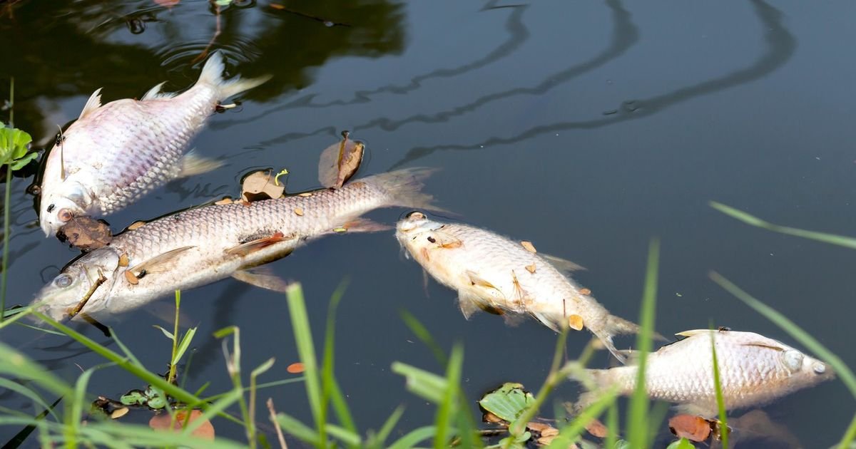 Stravični prizori kod Apatina! Čovek šetao kraj reke, pa ugledao pravi HOROR u vodi