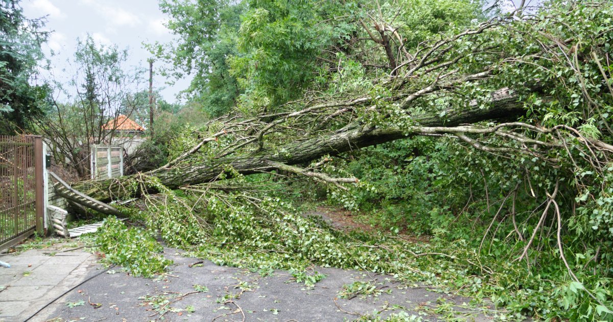 Nevreme se stuštilo na Apatin, oborilo drvo: Stablo pokidalo kablove