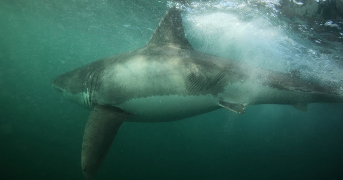Blizu popularnih plaža primećena velika ajkula: Predator težak 192 kilograma vreba u mutnoj vodi!