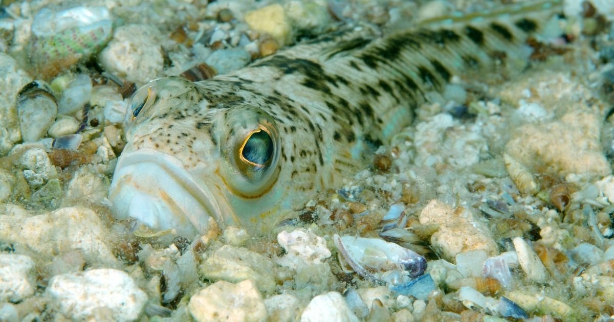 OVO JE NAJOPASNIJA RIBA JADRANA! Njen otrov izaziva jake bolove, povraćanje, temperaturu i nesvesticu