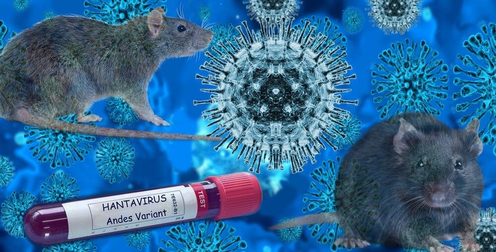 "STRUČNJACI SZO PORUČUJU DA JE RIZIK NIZAK I DA NEMA RAZLOGA ZA PANIKU" Epidemiolog o hantavirusu: Virus se teško prenosi sa čoveka na čoveka