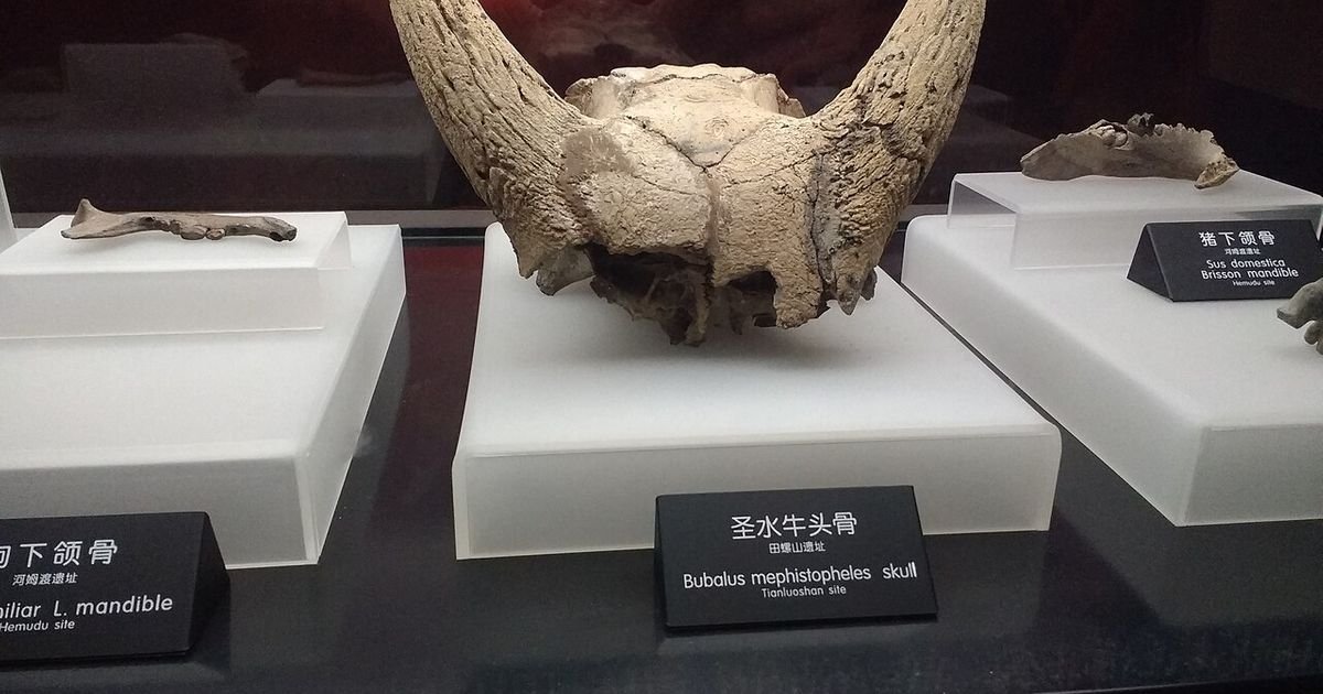 Izumrli vodeni bivo i ptičje perje: Paleoproteomika otkriva neočekivanu povezanost