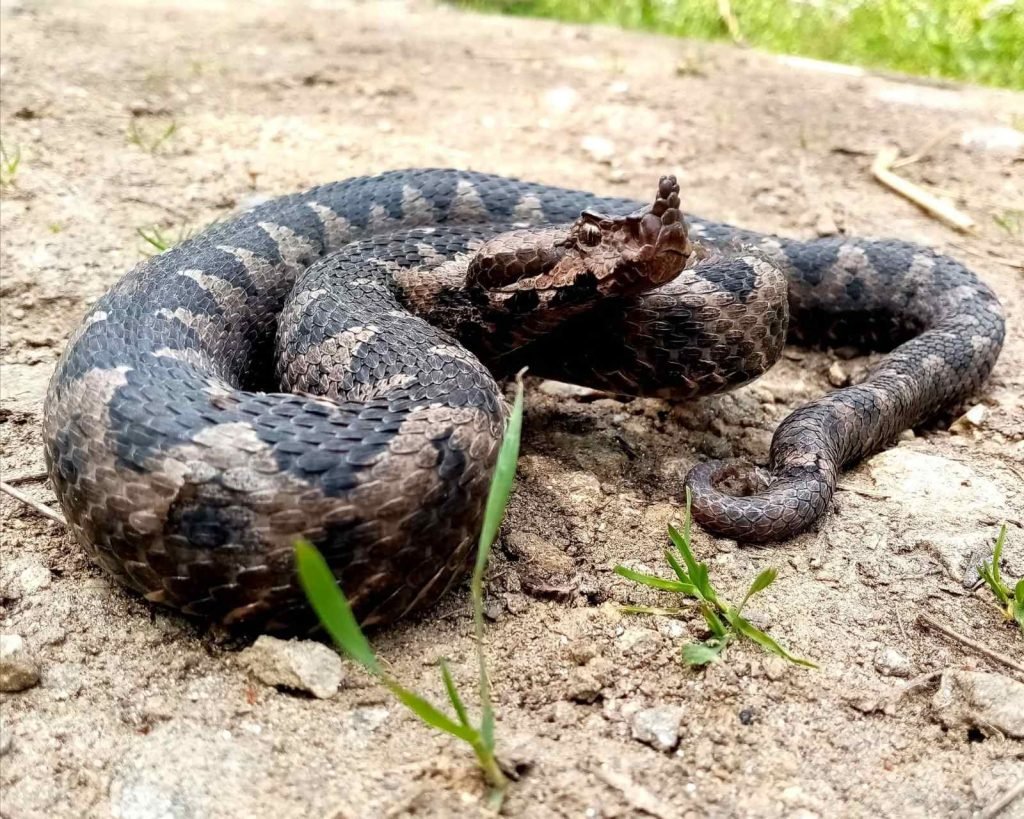 HERPING NA JUHORU – u potrazi za poskokom (VIDEO)