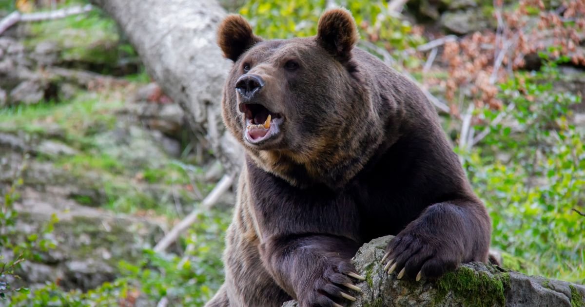 Opasne scene u komšiluku: Rumun sa lopatom jurio medveda!