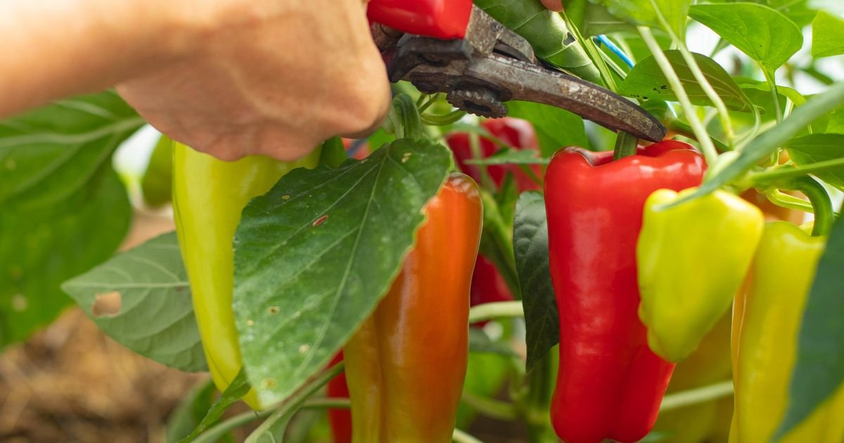 Paprika neće dati krupne plodove ako pre sadnje uradite ovo: Povrće ne podnosi neke stvari u zemlji