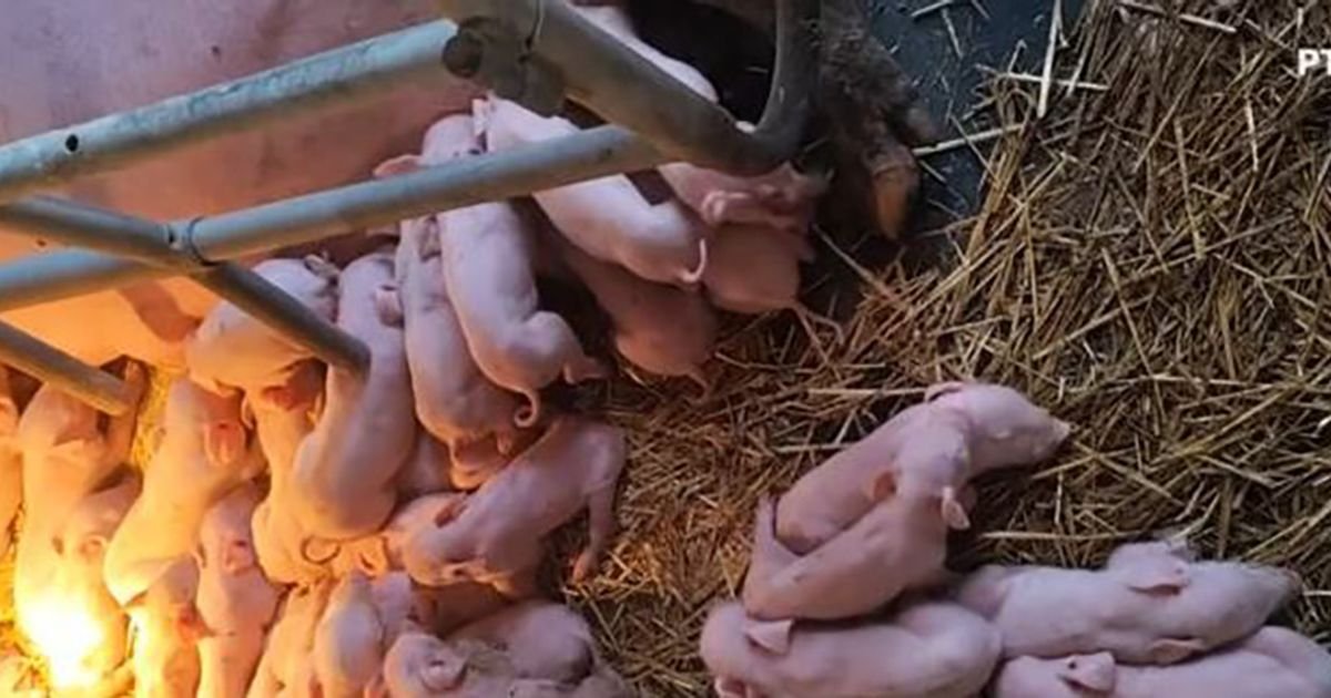 Čudo u Laćarku, veterinari u šoku, meštani ne veruju šta čuju! Ovo na slici što vidite NIJE SVE