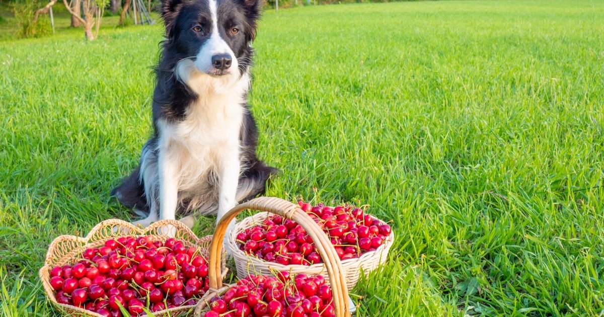 Psi mogu jesti trešnje i to samo plod bez koštica i peteljki: Vodite računa, ovo je PREPORUČENA KOLIČINA